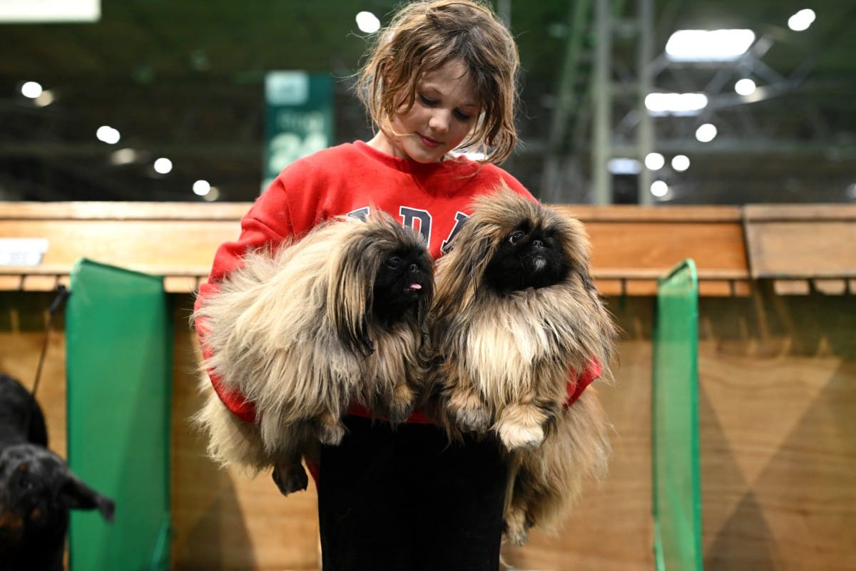 Young handler Rosalie hugs her Pekingese dogs, Angelica and Valentino, on the first day of the Crufts dog show at the National Exhibition Centre in Birmingham, central England.