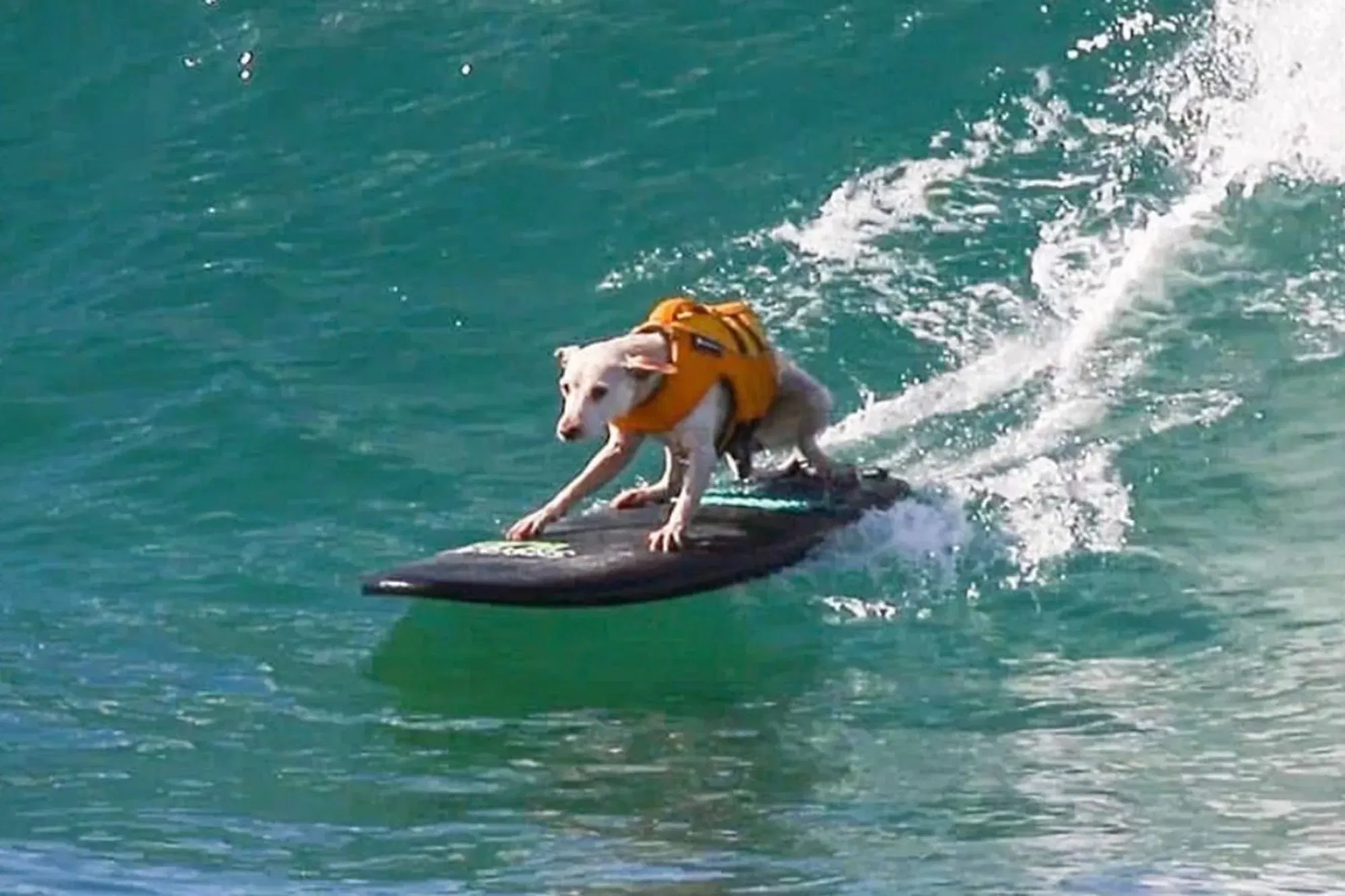 Sugar the Surfing Dog