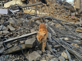 The silent victims of war: When pets are left behind