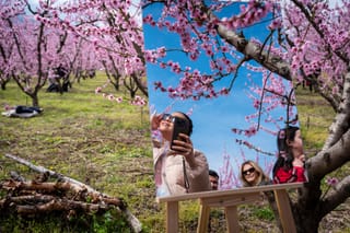 People enjoy the sun among blooming peach trees near Veria in northern Greece, as vast orchards burst into pink, drawing visitors to witness the region’s stunning spring transformation.
