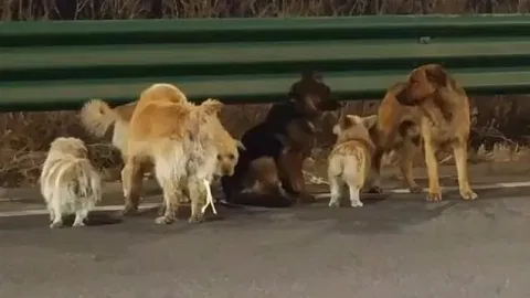 Viral corgi leads 7 dogs on 17km journey home: Here's how they did it