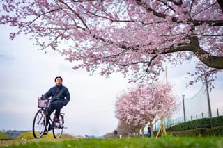 Tokyo cherry blossoms near peak draw big crowds