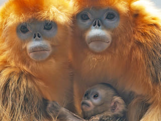 Belgium zoo sees first golden monkey birth