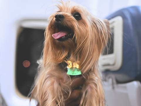 Flying out of Dubai with a pet? You need to know this