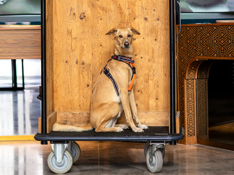 Sawyer the saluki a UAE story about second chances