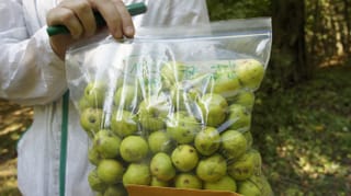 NYU Abu Dhabi study reveals how wild apple trees shaped modern apples and sustainable agriculture