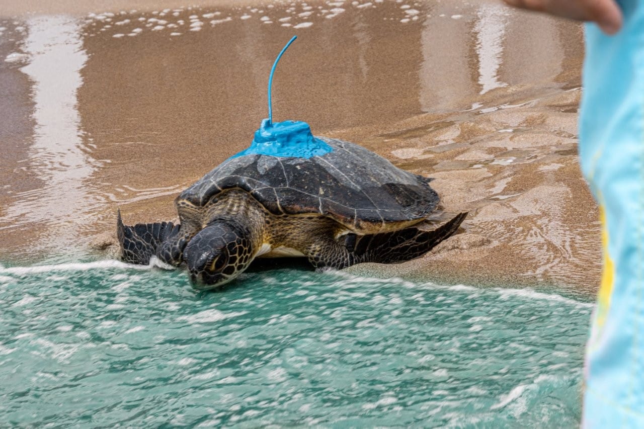 Fujairah releases turtles to track migration routes