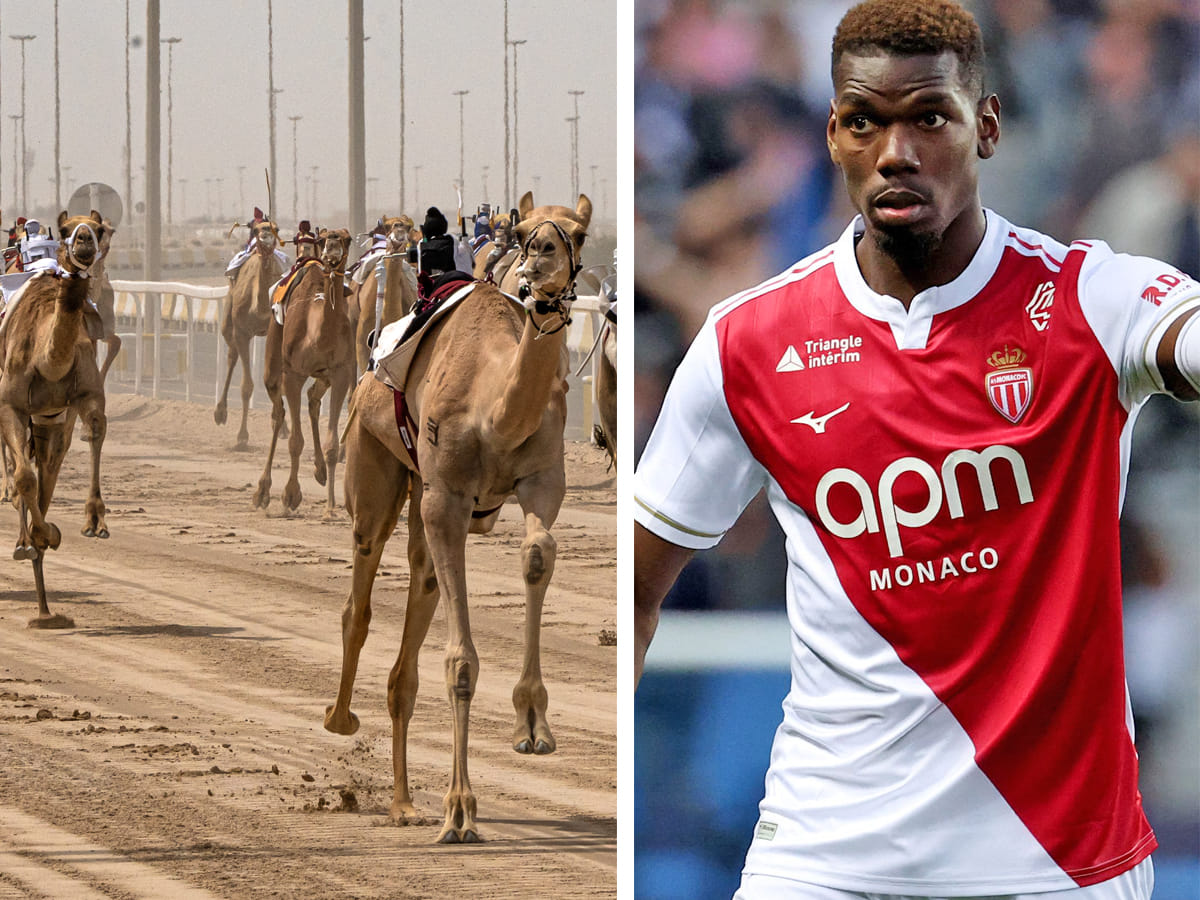 Paul Pogba Camel