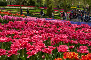 Visitors explore the vibrant displays at Keukenhof, the world-famous flower garden in Lisse.