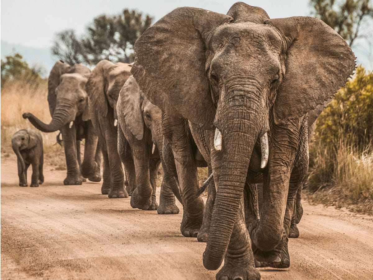 Gabon’s forests are a stronghold for the African forest elephant, a species classified as critically endangered.