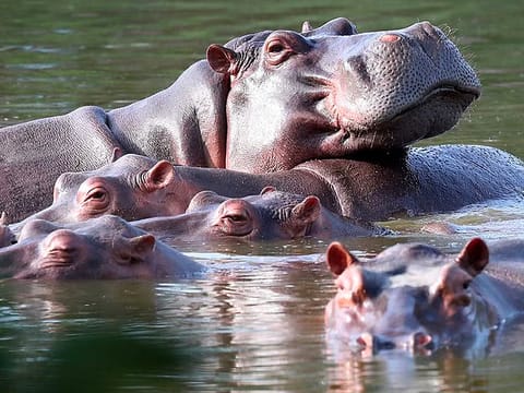 Hippos float in the lagoon at Hacienda Napoles Park, once the private estate of drug kingpin Pablo Escobar who imported three female hippos and one male decades ago in Puerto Triunfo, Colombia, Thursday, Feb. 4, 2021.