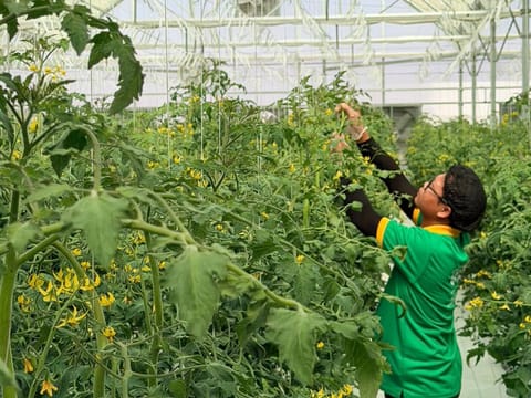 UAE tomato farm cuts import risk with 150,000kg local supply push