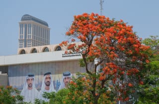 Sheikh Hamdan launches Dubai's summer flame tree season