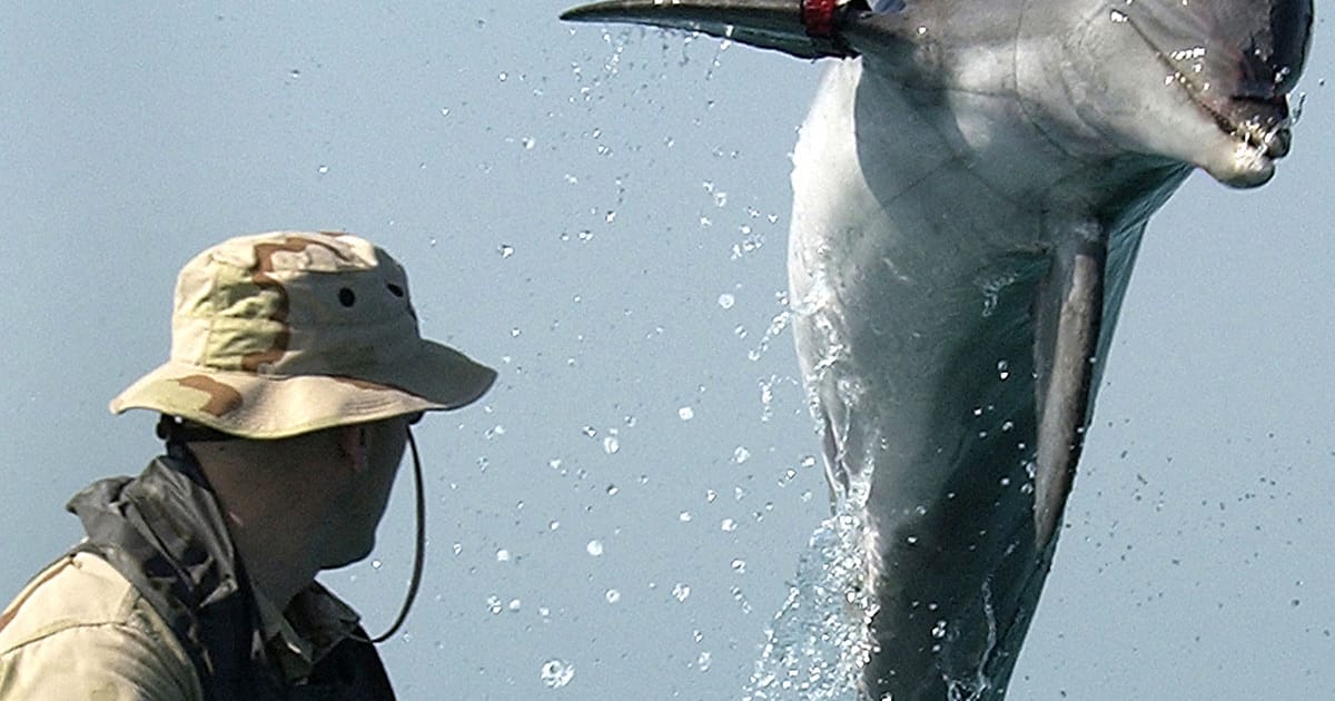 ‘Kamikaze dolphin’ fears in Hormuz: Myth or military reality?