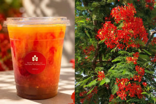From floral Bellinis to limited gelato, experience the taste of the Flame Tree season.