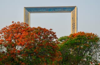 Flame trees in full bloom frame the iconic Dubai Frame, blending nature with city skyline beauty.