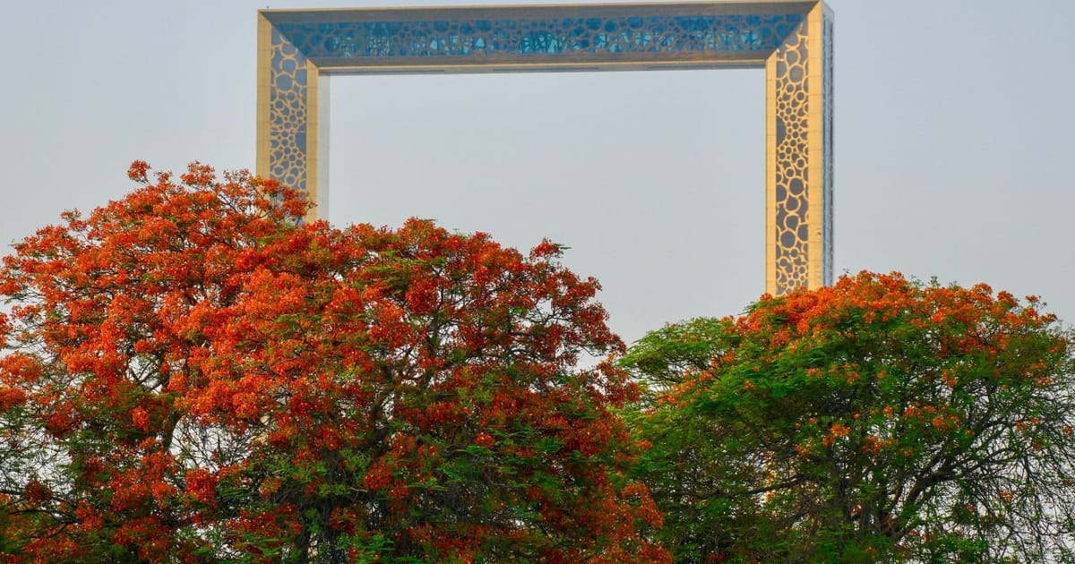 Flame trees transform Dubai into a red-orange canvas