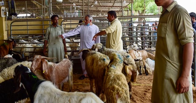 Eid Al Adha explained: Why Muslims perform animal sacrifice and what the ritual really means