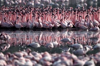 Flamingos paint Navi Mumbai wetlands pink