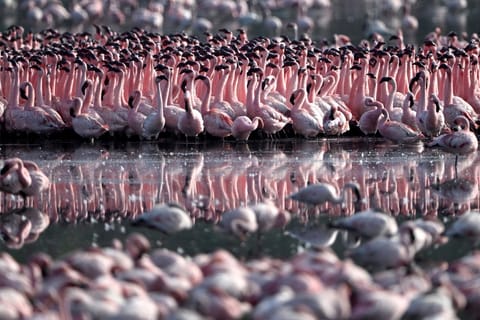 Watch: Flamingos turn Navi Mumbai wetlands pink