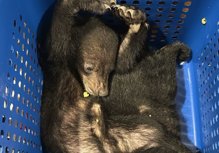 Passenger tries to smuggle bears into Dubai, caught at airport