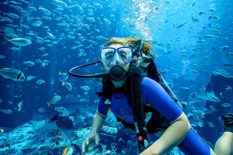 Most guests never know it exists,  but beneath Atlantis Dubai lies a round-the-clock marine facility breeding sharks, growing coral, and returning native species to the Arabian Gulf