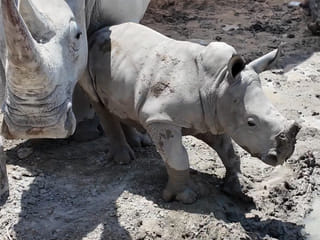 Gulf News gets an exclusive Behind The Scenes access to baby white rhino Salam at the Dubai Safari Park