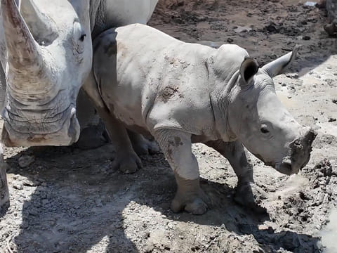 Gulf News gets an exclusive Behind The Scenes access to baby white rhino Salam at the Dubai Safari Park