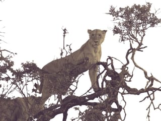India postpones big cat summit over Ebola outbreak