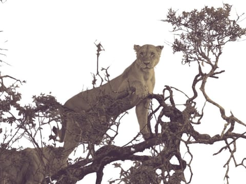 Big cat summit rescheduled as Ebola disrupts India-Africa plans
