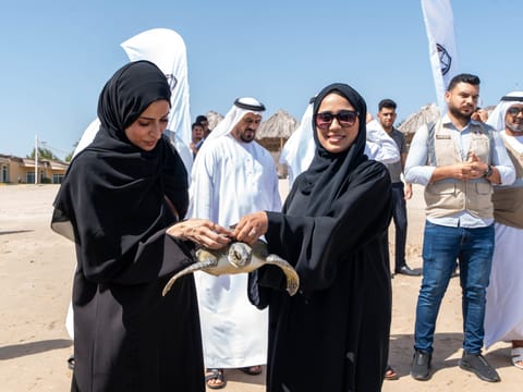 Sea turtles released off Fujairah coast after successful nesting season 