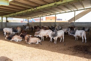 The Ministry of Climate Change and Environment (MOCCAE)  confirmed that its field teams and specialised veterinary staff are working round the clock at border crossings and relevant facilities to ensure the safety of incoming livestock shipments to the UAE and verify that they are free from infectious and epidemic diseases, including zoonotic diseases.