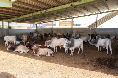 The Ministry of Climate Change and Environment (MOCCAE)  confirmed that its field teams and specialised veterinary staff are working round the clock at border crossings and relevant facilities to ensure the safety of incoming livestock shipments to the UAE and verify that they are free from infectious and epidemic diseases, including zoonotic diseases.