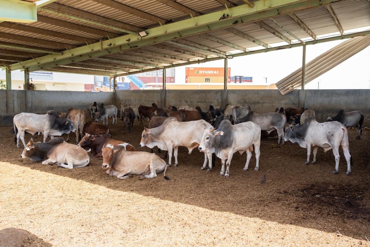 The Ministry of Climate Change and Environment (MOCCAE) confirmed that its field teams and specialised veterinary staff are working round the clock at border crossings and relevant facilities to ensure the safety of incoming livestock shipments to the UAE and verify that they are free from infectious and epidemic diseases, including zoonotic diseases.