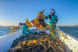 Across the Gulf, biodiversity exists within some of the most strategically significant and heavily used marine corridors in the world.