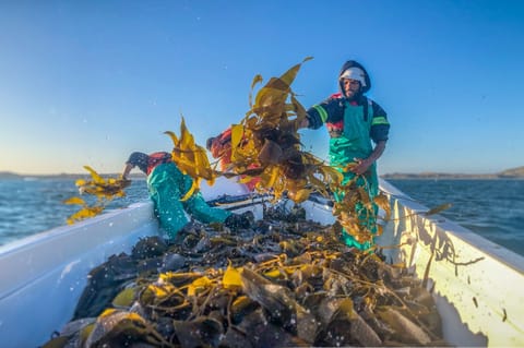 Across the Gulf, biodiversity exists within some of the most strategically significant and heavily used marine corridors in the world.