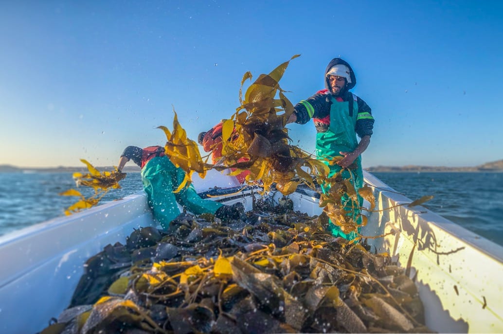 Across the Gulf, biodiversity exists within some of the most strategically significant and heavily used marine corridors in the world.