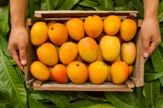 As the mango season heats up, retailers break down the supply chain hurdles, rising logistics costs and a growing appetite.