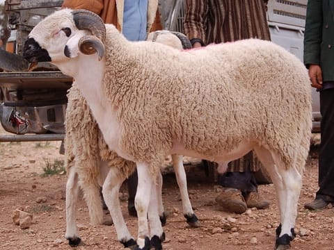 Animals selected for sacrifice must be free from visible defects that could invalidate the ritual, including lameness, illness, blindness in one eye or severe weakness and emaciation.