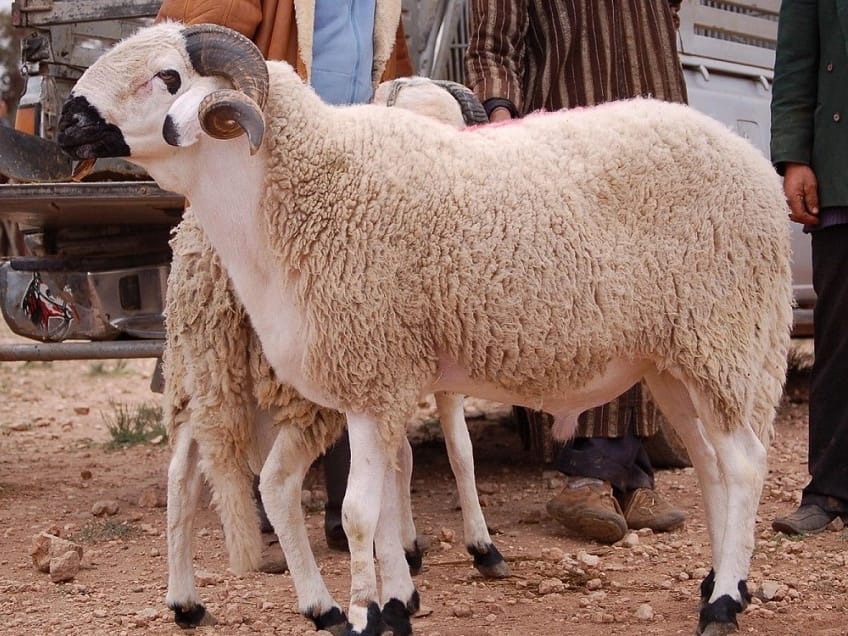 Animals selected for sacrifice must be free from visible defects that could invalidate the ritual, including lameness, illness, blindness in one eye or severe weakness and emaciation.