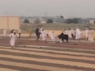 A runway bull attacked worshippers during Eid Al Adha prayers in Al Buraimi in Oman.