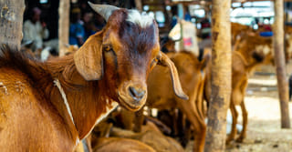 Abu Dhabi abattoirs handle 35,000 sacrifices on Eid 