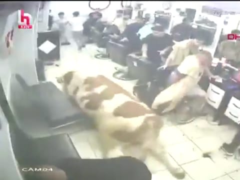 Video footage circulating on social media showed barbers and customers scrambling for safety as the animal moved through the shop. 