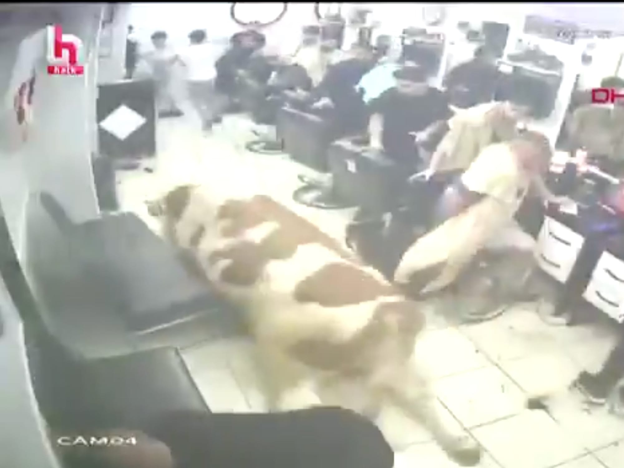 Video footage circulating on social media showed barbers and customers scrambling for safety as the animal moved through the shop. 