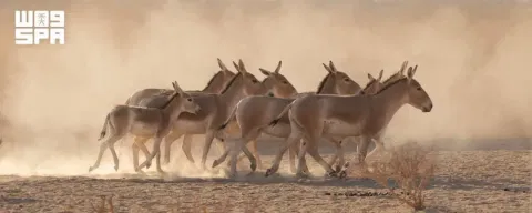 The Prince Mohammed bin Salman Royal Reserve witnessed the first birth of an onager, one of the world's rarest wild equids, in more than 100 years, marking a milestone in efforts to restore species that disappeared from the Arabian Peninsula.