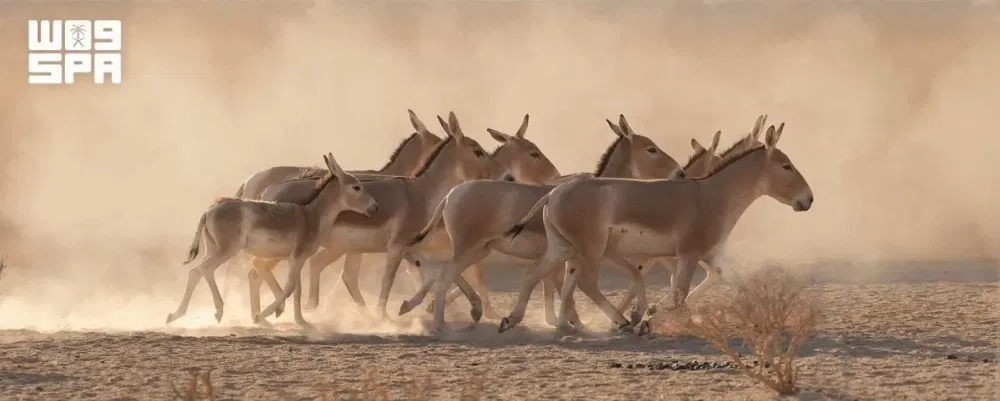 The Prince Mohammed bin Salman Royal Reserve witnessed the first birth of an onager, one of the world's rarest wild equids, in more than 100 years, marking a milestone in efforts to restore species that disappeared from the Arabian Peninsula.