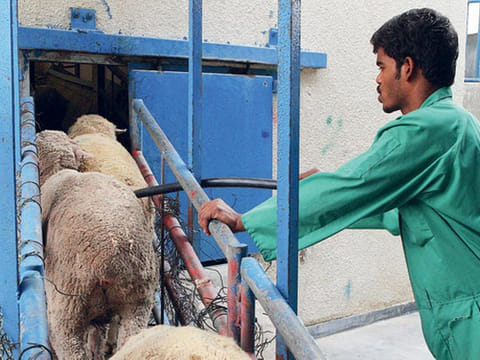 Eid al Adha and tiding over contradictions