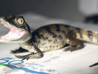 Baby crocodile Harry dies in Dubai Zoo