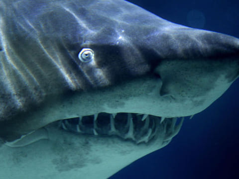Arab states show the way for shark conservation