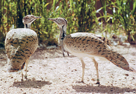 A Houbara bustard pair.